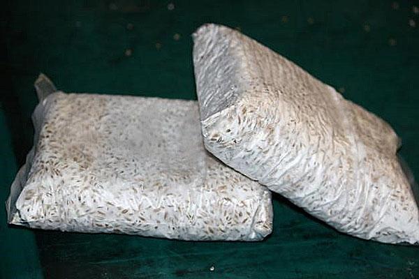 osteri sieni sienirihmasto