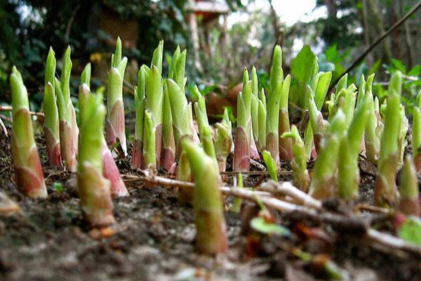 hosta keväällä