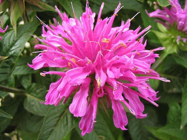 monarda kukkii