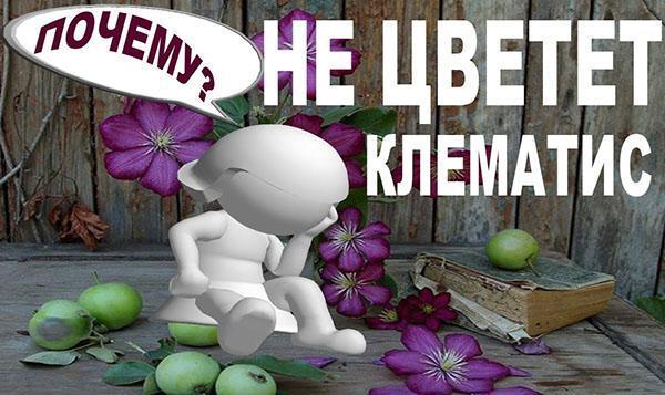klematis ei kukki
