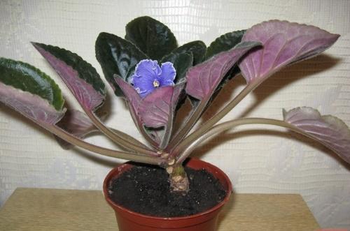 paljain pistorasia