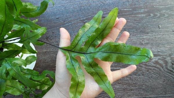 saniainen polypodium