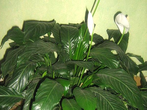 vanhan spathiphyllumin siirto