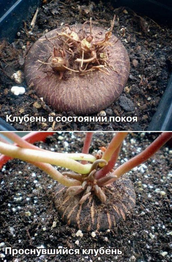 syklamaenien lepotila