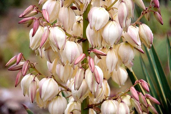 yucca kukkii