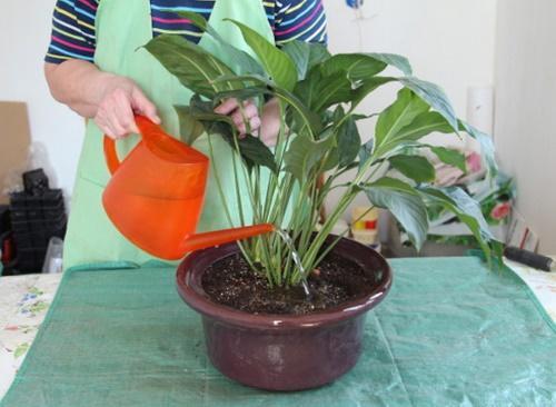 kastelu spathiphyllum