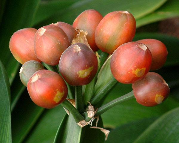 clivia-lisääntyminen