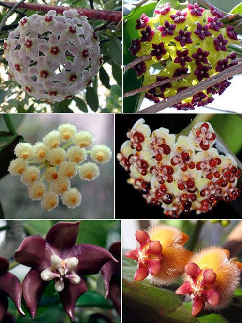 hoya-lajikkeet
