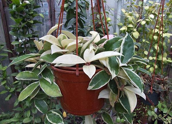 kirjava hoya
