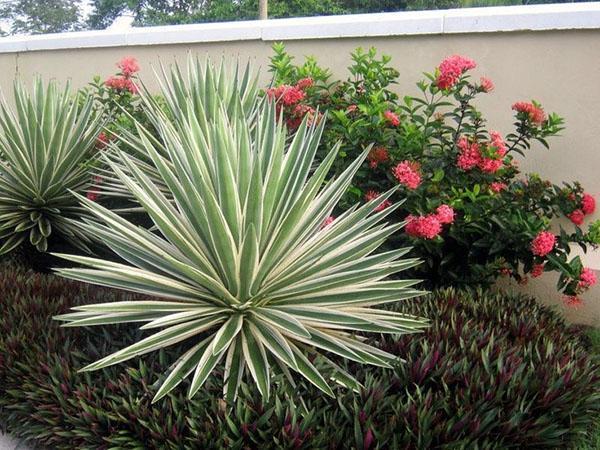lajikkeita yucca puutarhassa
