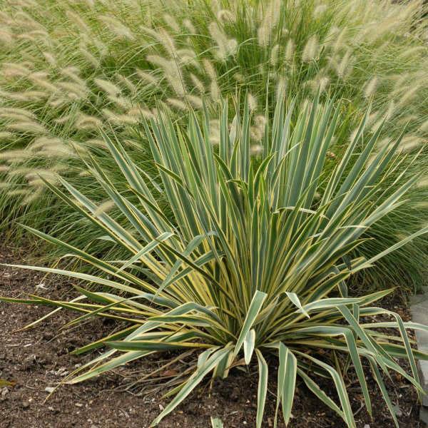 Yucca filamentosa -lajikkeet Bright Edge