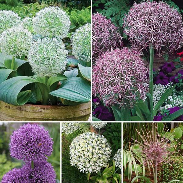 allium-lajikkeet