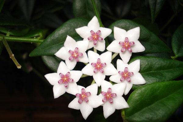 hoya-lajikkeet ja -tyypit