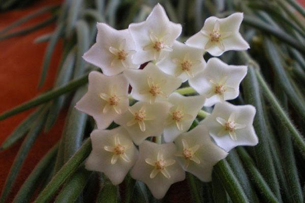 hoya umbellate kukinto
