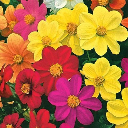 dahlia-kätyri