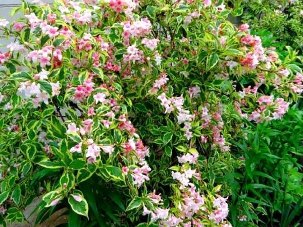 weigela-lajikkeet