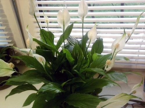spathiphyllum ikkunassa