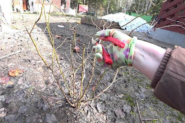 mustikoiden karsiminen