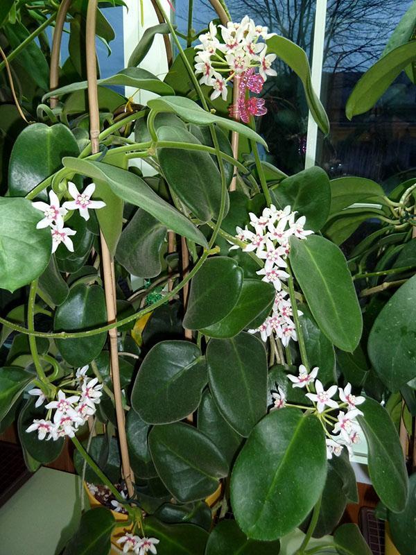 hoya-hoito kotona