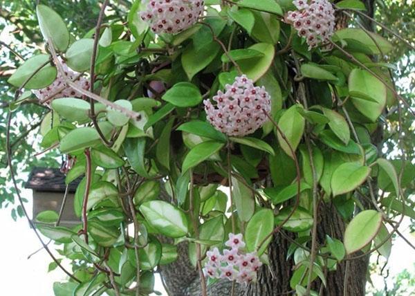 hoya lihava