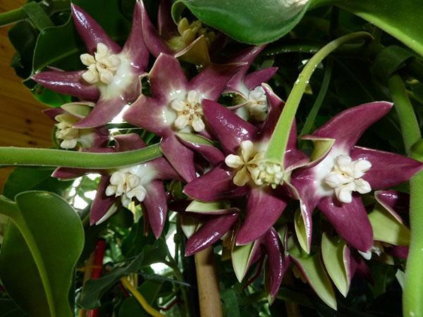 hoya majesteettinen