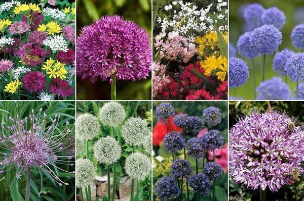 tyypit allium