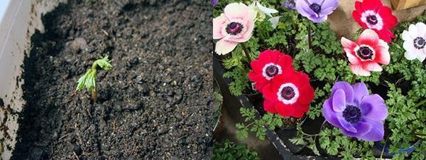 pakottaa anemonit