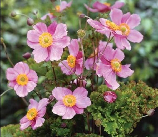 pakottaa anemonit