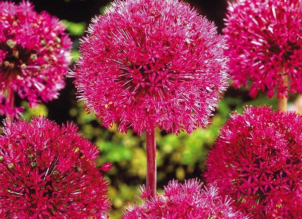 kasvava allium purpl senseishen