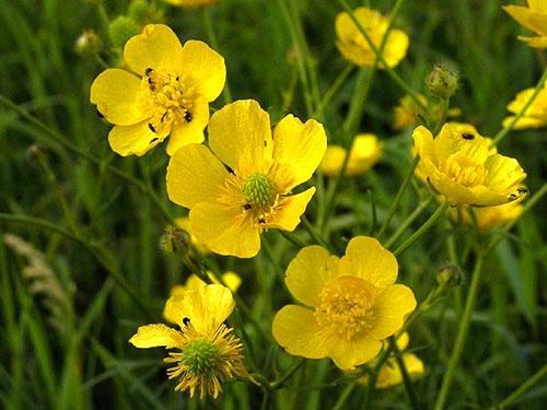 kenttä buttercup
