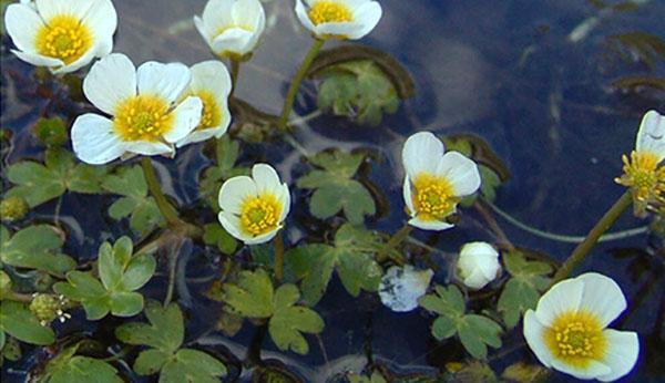 buttercup-vesi