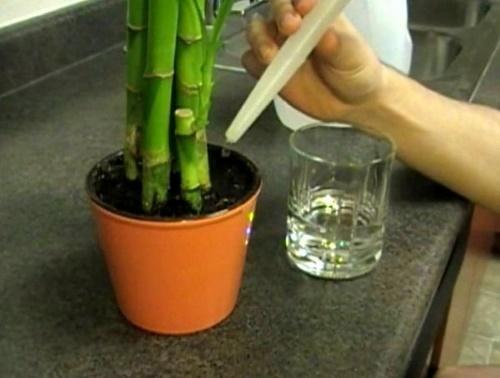 bambu ruukussa