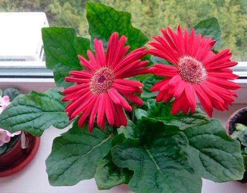 gerbera ikkunassa