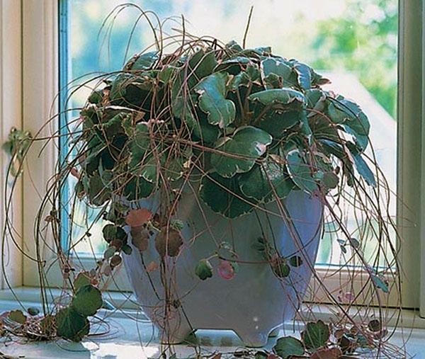 saxifrage kotona
