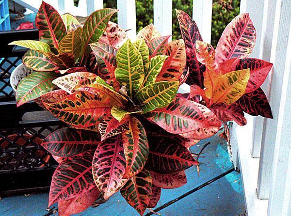 oikukas croton