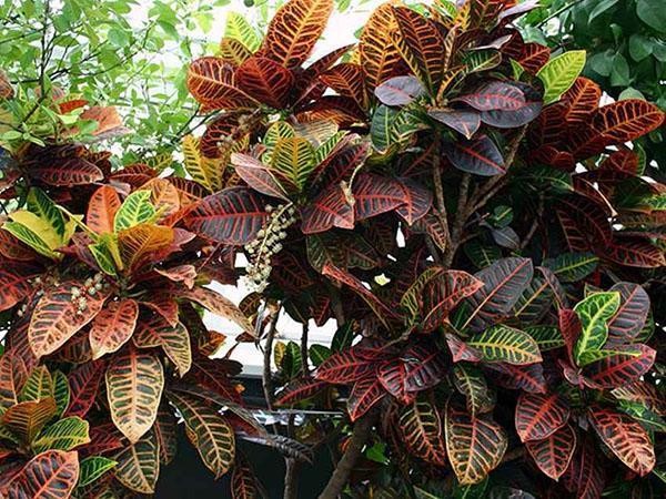 croton-runko