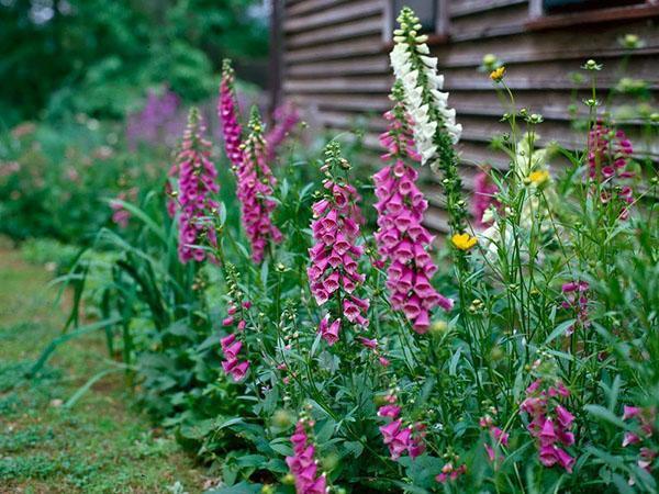 foxglove-lääkinnälliset ominaisuudet