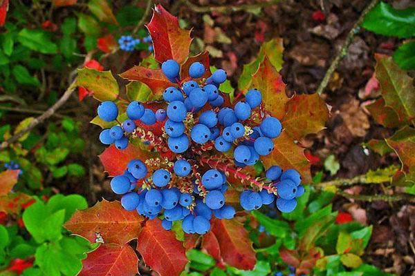 hedelmät mahonia holly