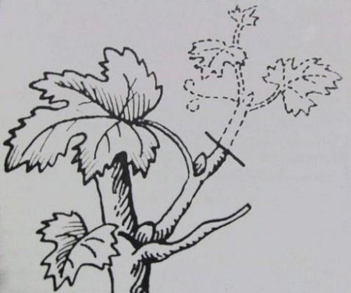 puristamalla