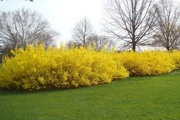 forsythia aikaisin keväällä
