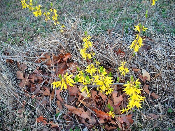 miksi forsythia ei kukki