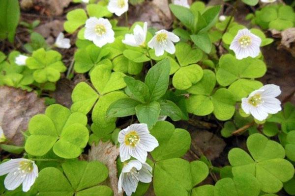 oxalis kukkii