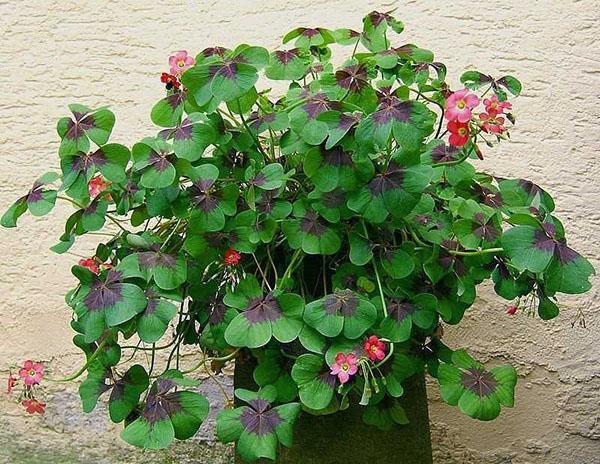 oxalis kotona