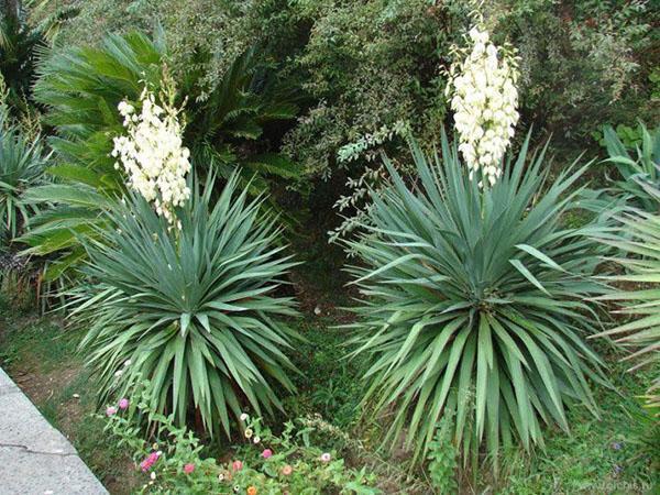 istuttaa yucca-puutarhaa