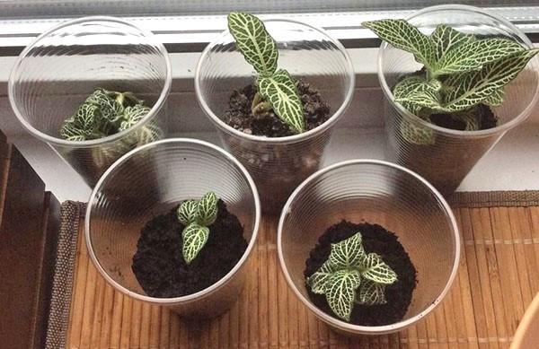 jalostus fittonia