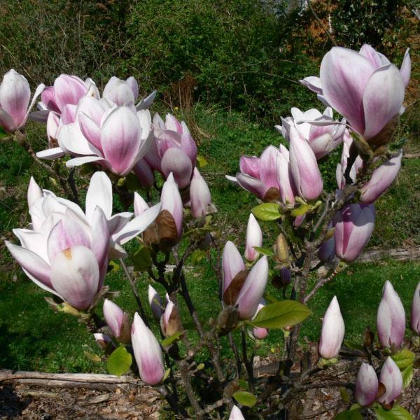 magnolia kukkii puutarhassa