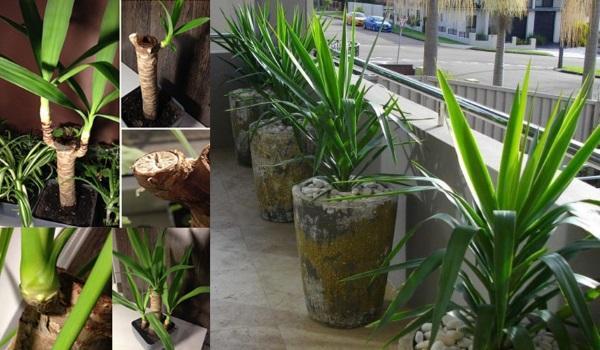 kasvatushuone yucca