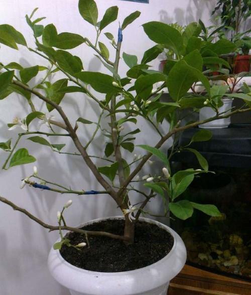 muotoinen sitruuna