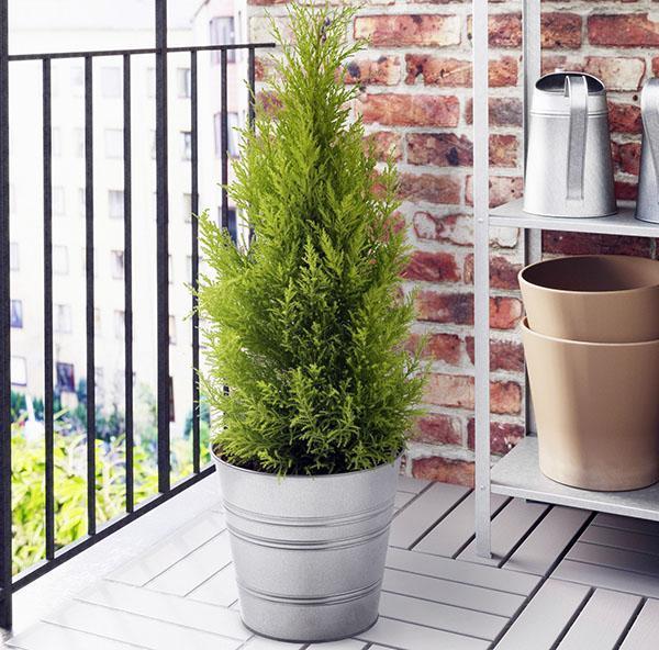thuja sisätiloissa