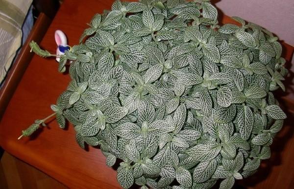 fittonia-hoito